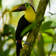 Amazon Jungle Tours Galapagos