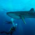 galapagos Diving Tours